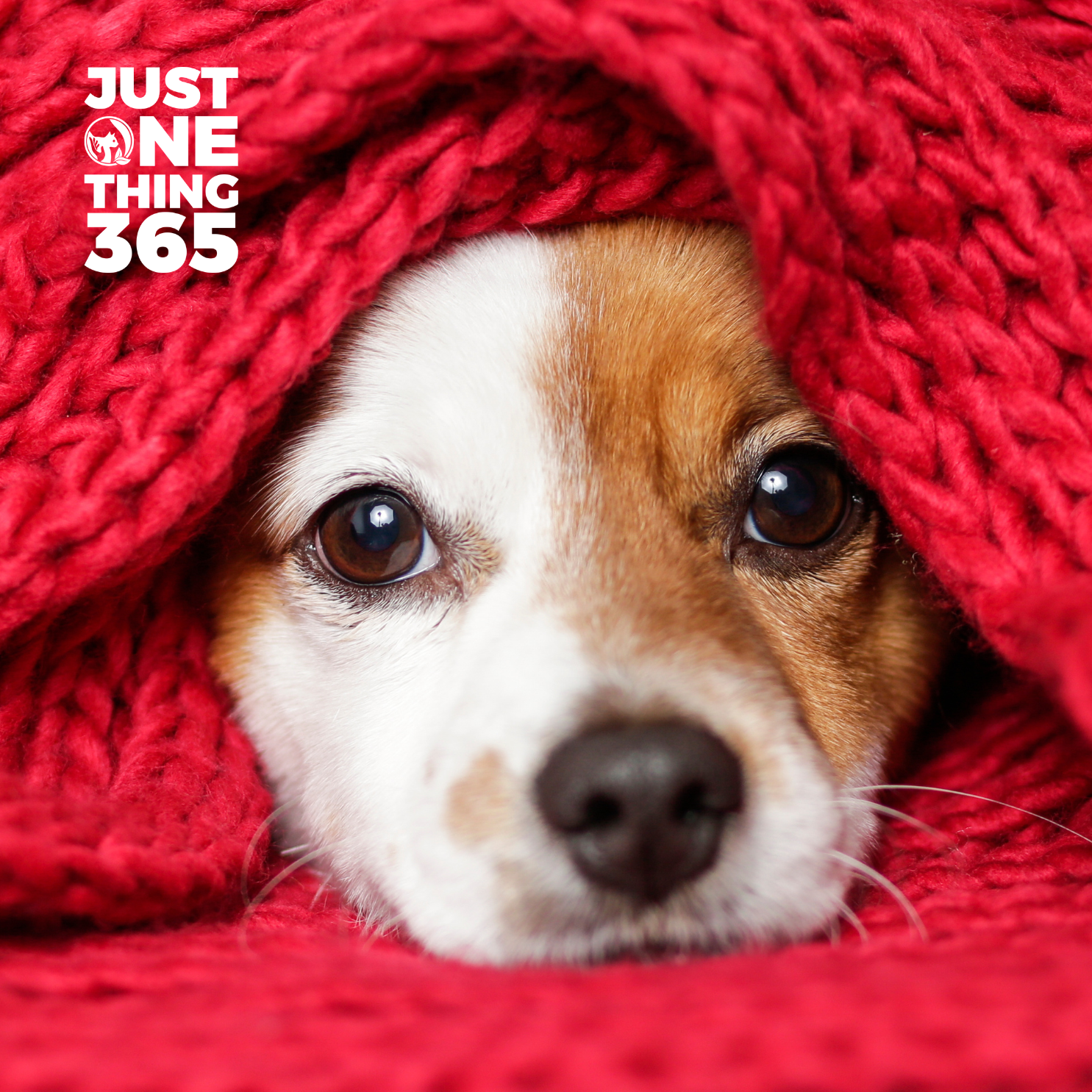 dog blanket